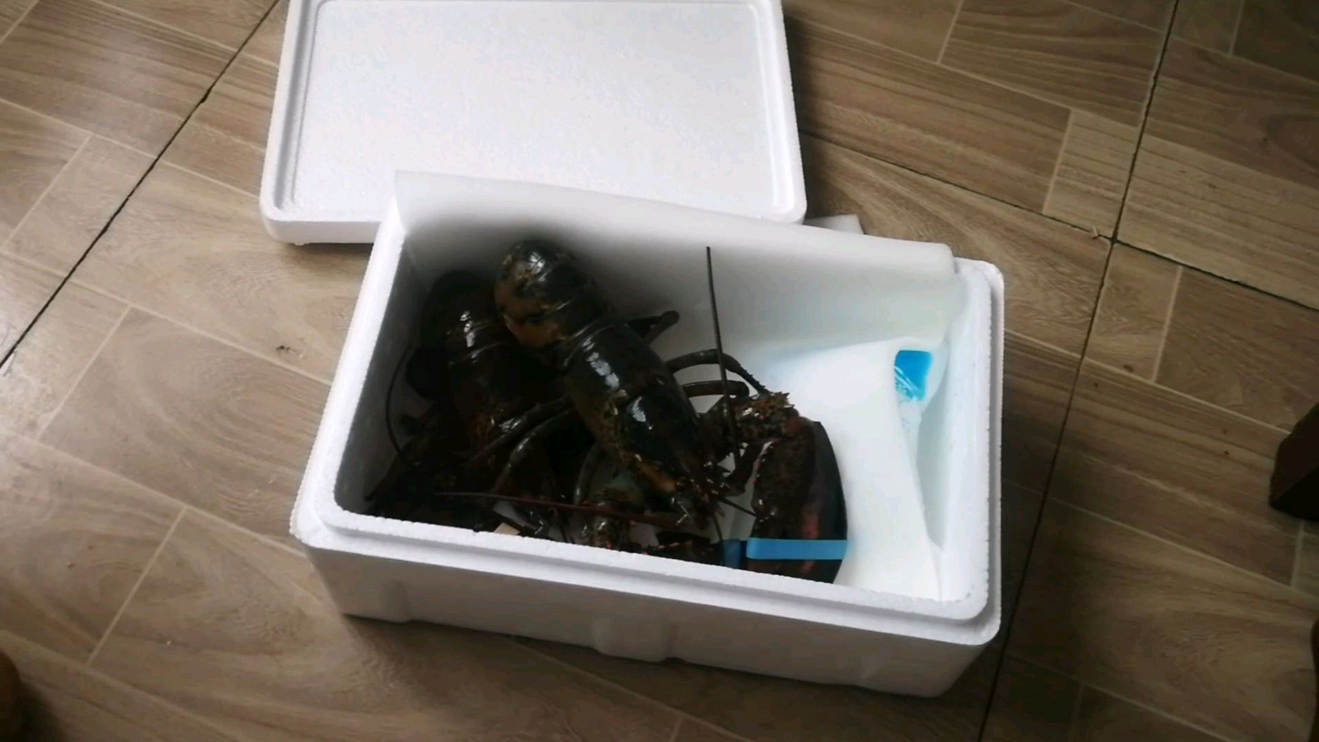买了两个波士顿大龙虾,却不知道怎么吃,在线等急急急