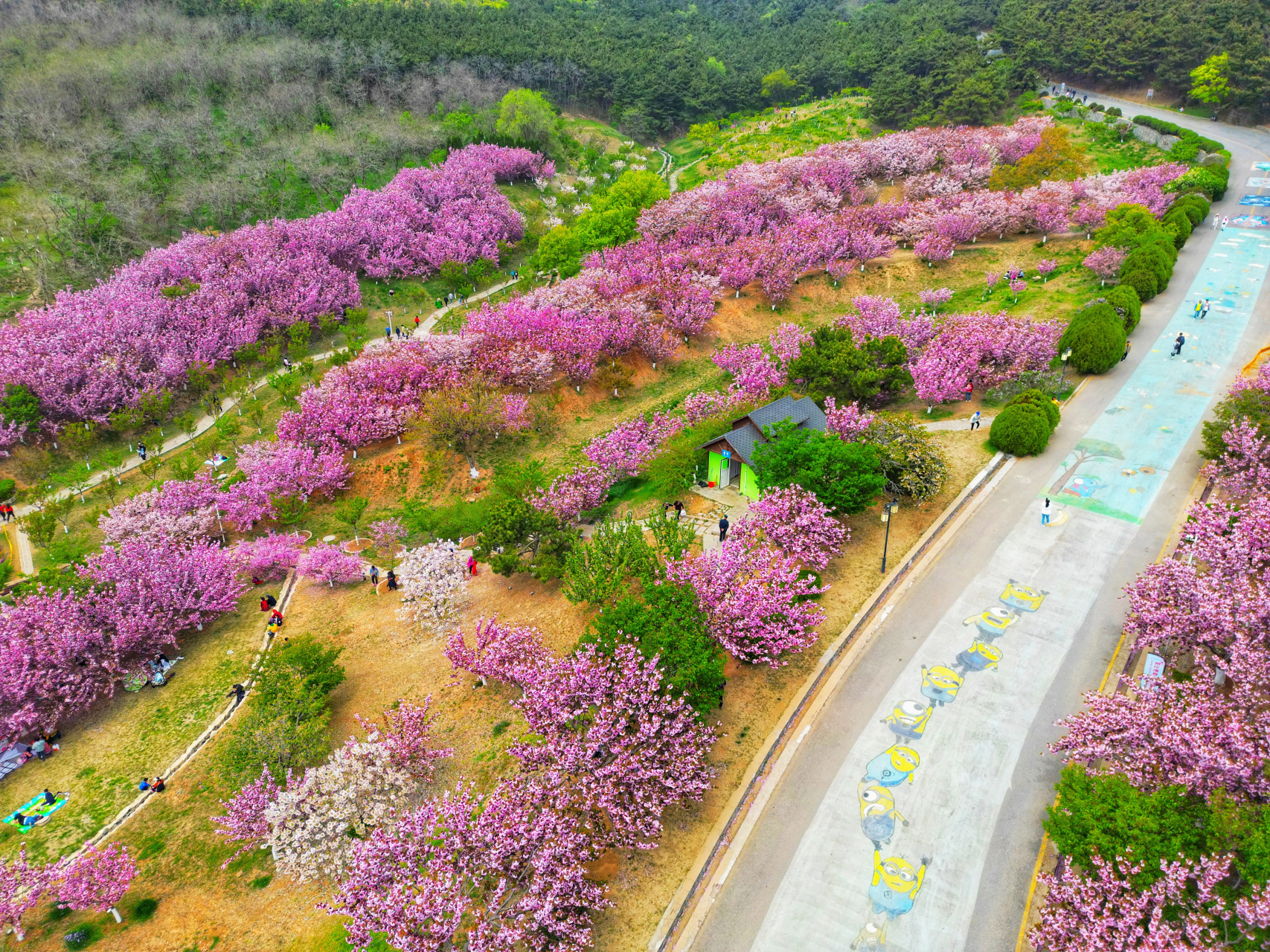 航拍大连旅顺二零三樱花园,东北地区最大樱花园,空中俯瞰美不美#五一