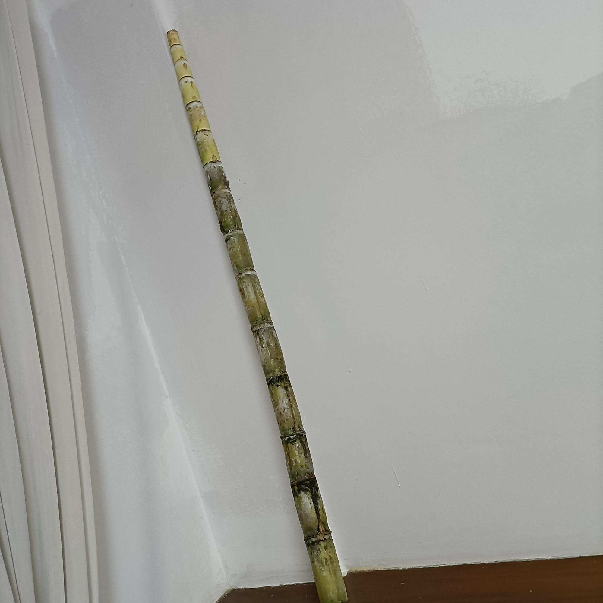 窗外飞来一根甘蔗!