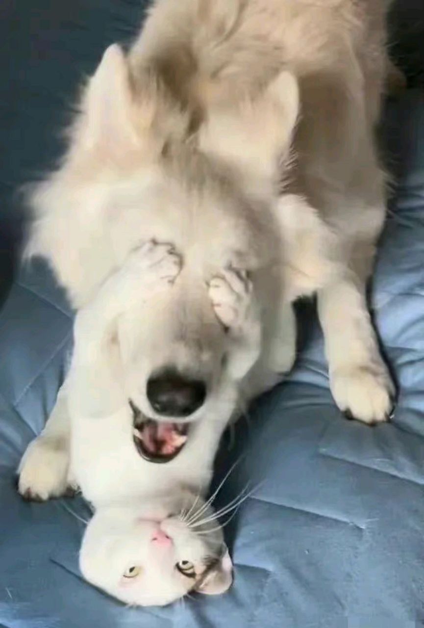 捂住狗子的眼睛,算是猫猫最后的倔强了吧!
