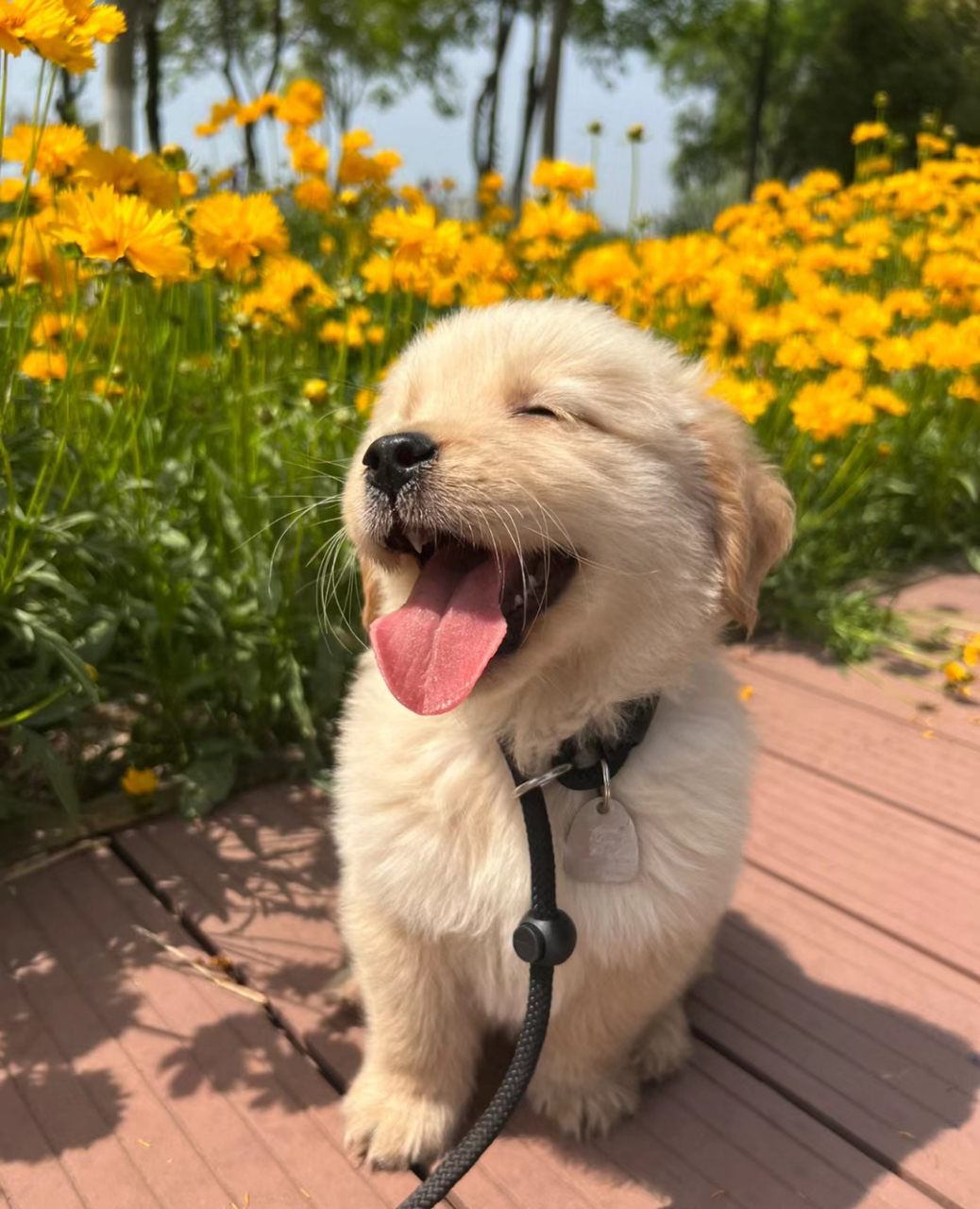 对爱笑的狗狗没有一点抵抗力[期待]