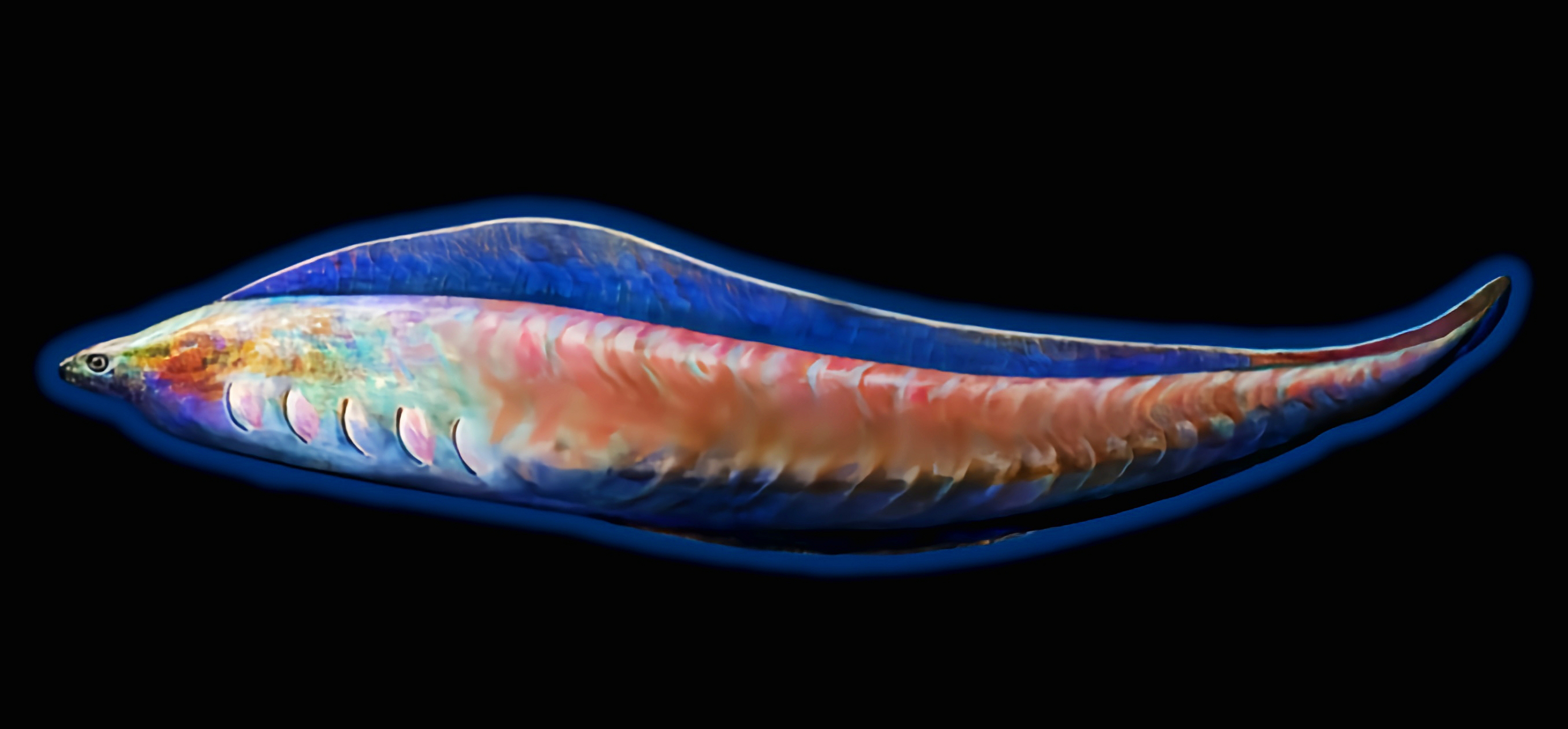 丰娇昆明鱼全长2-3厘米,具有背鳍,眼睛以及鳃,但没有下颚.据化石证