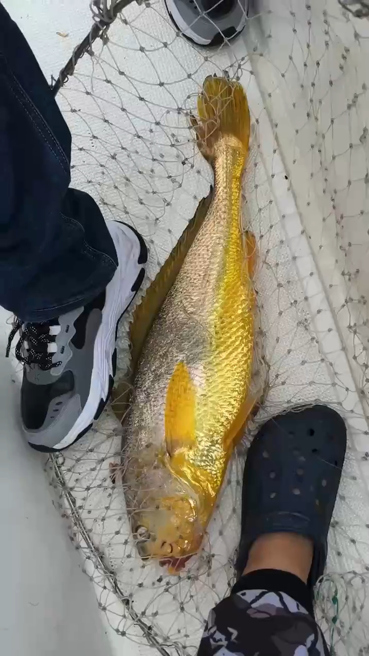 刚钓上的野生大黄鱼45斤运气太好了吧