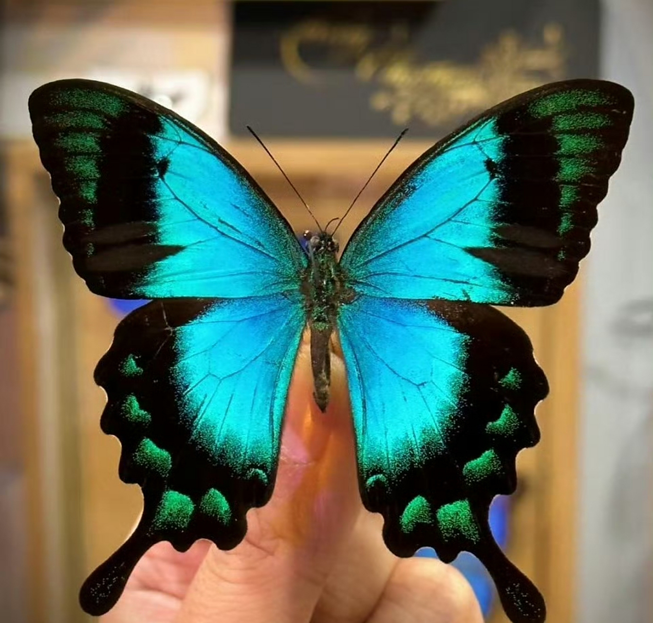 五斑翠凤蝶为日行蝴蝶,喜欢在花园,公园,森林等地方活动.