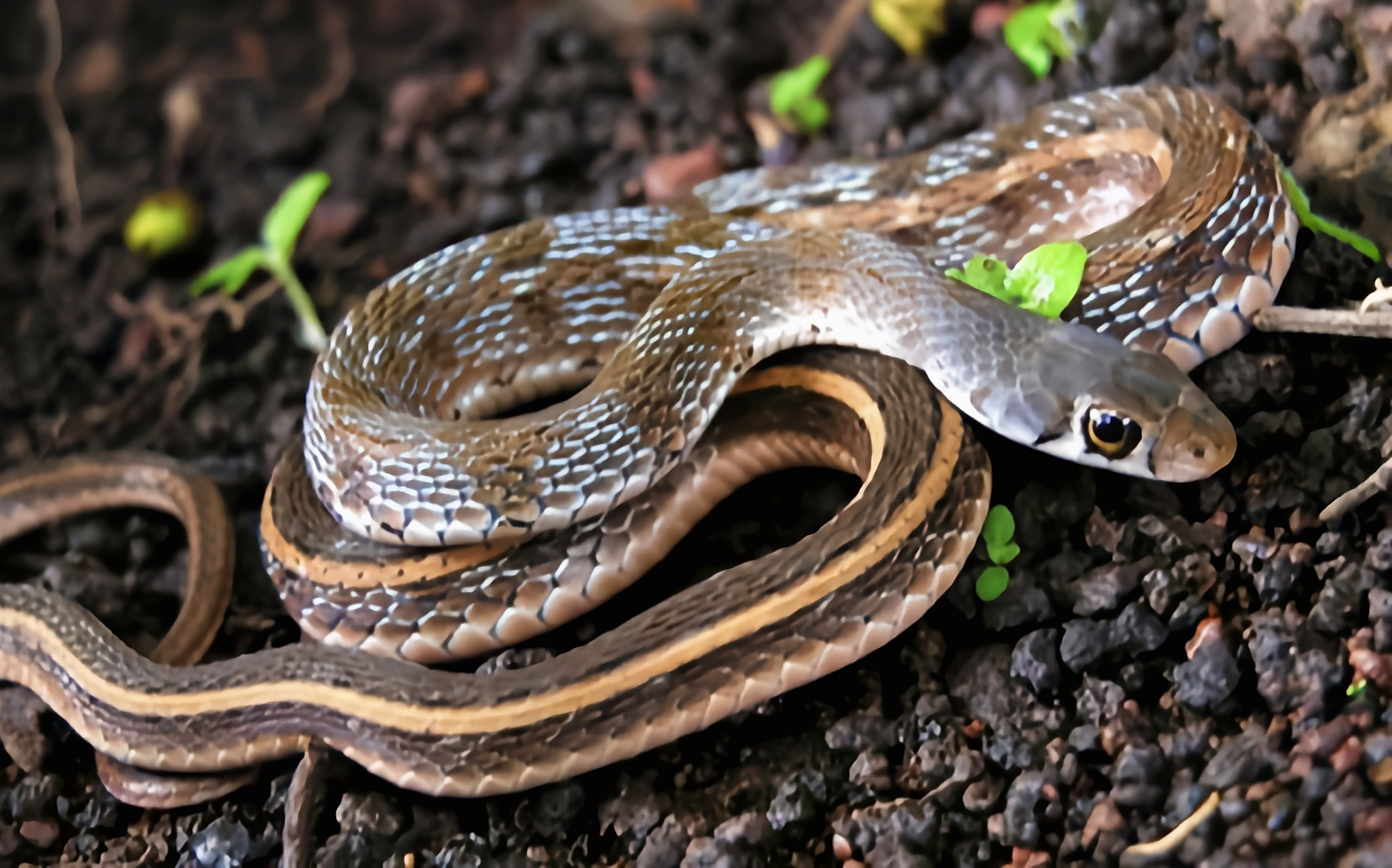 每天认识一种动物——草腹链蛇 草腹链蛇别名草游蛇,斑背蛇,土地公蛇