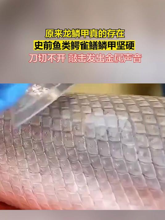原来龙鳞甲真的存在,史前鱼类鳄雀鳝鳞甲坚硬,刀切不开
