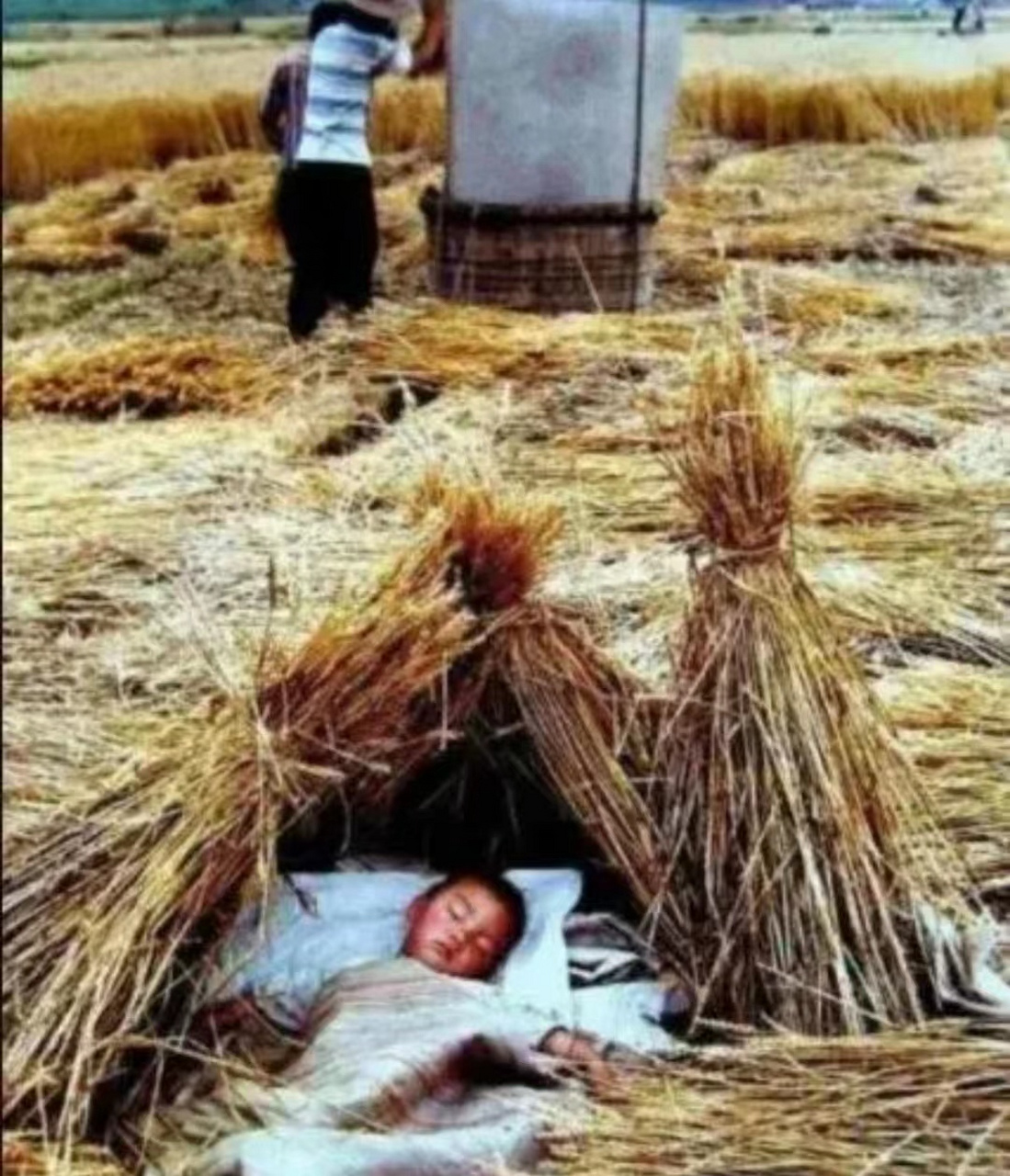上世纪80年代,父母忙着在田里打稻谷,孩子在一旁安睡时的场景.