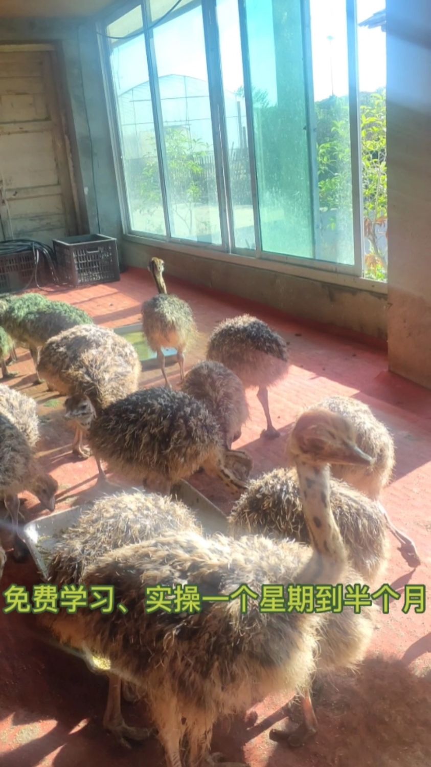 冬季满一个月的鸵鸟苗不能算脱温苗哦!还是要注意保温哦!-度小视