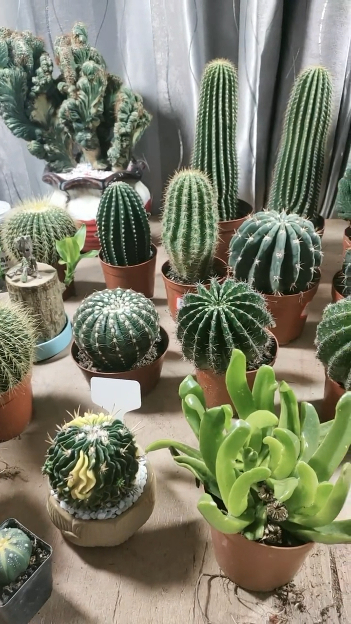 五指山盆栽花卉绿植