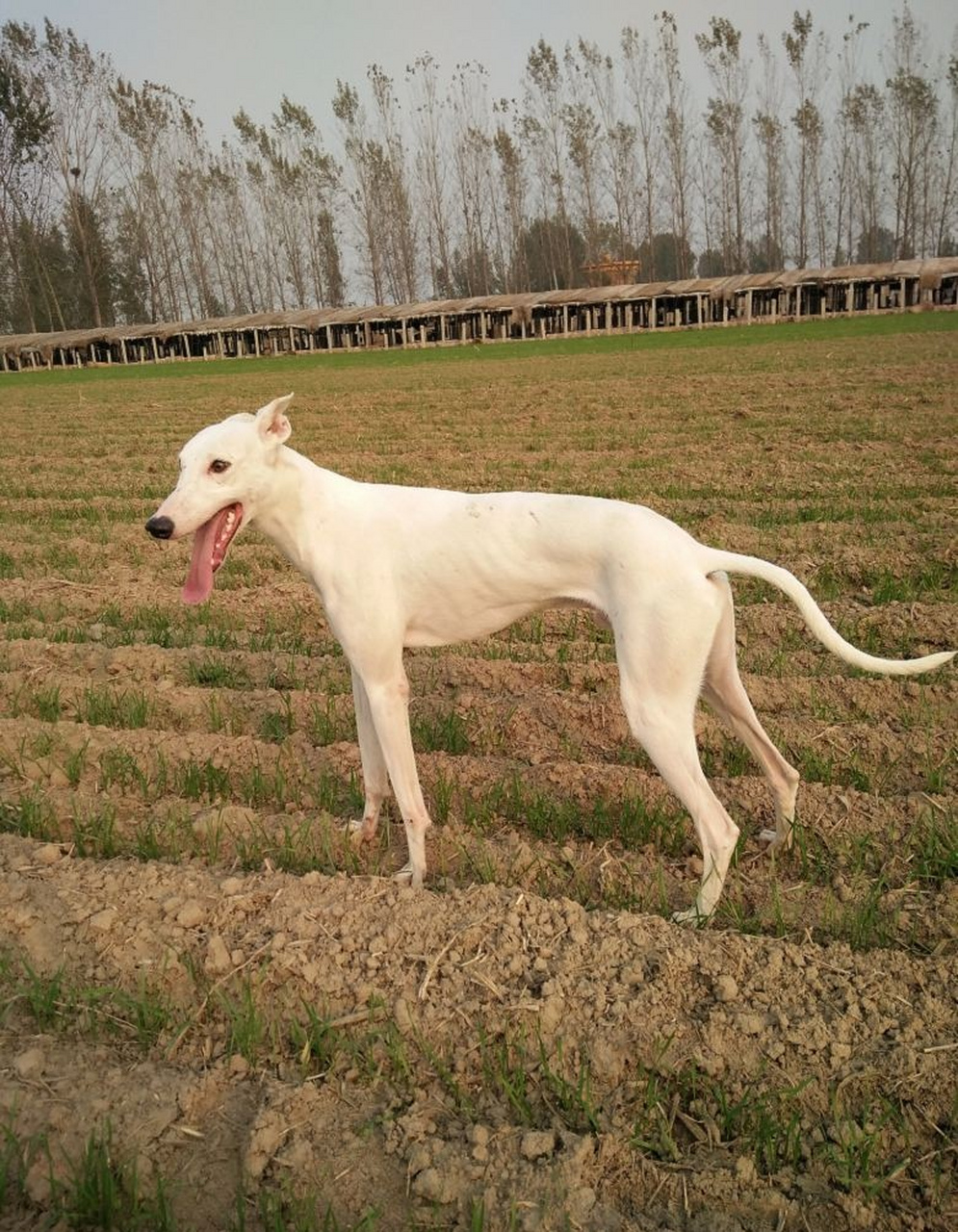 西班牙猎兔犬图片