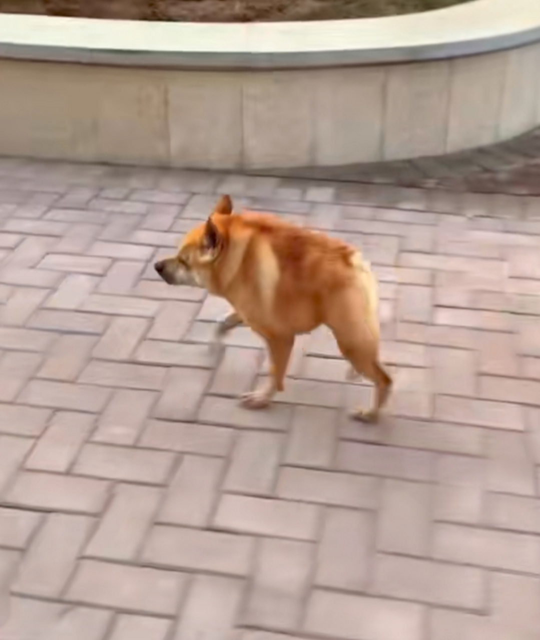 这个狗狗怎么只有半截呀