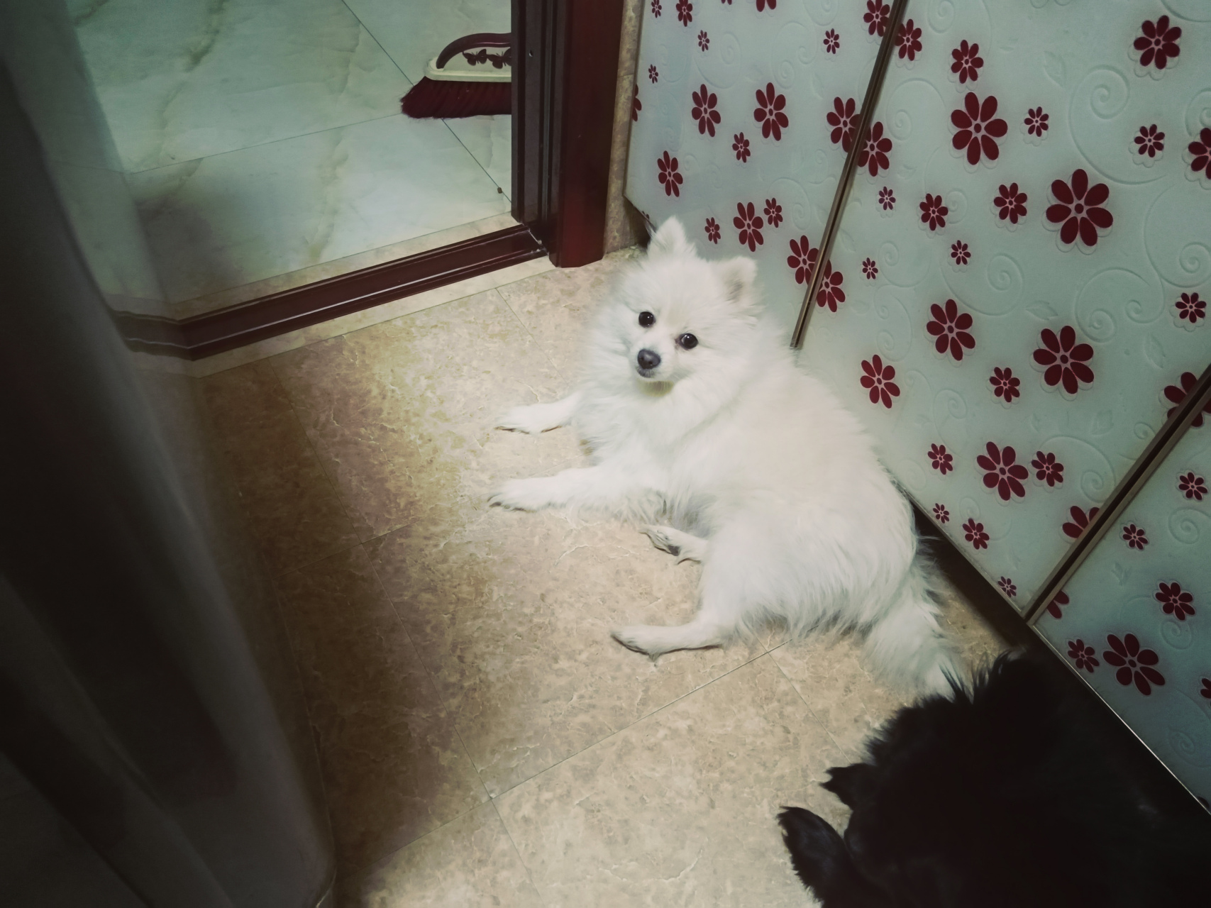 我的厕所搭子#狗狗# #博美# #黑白双煞