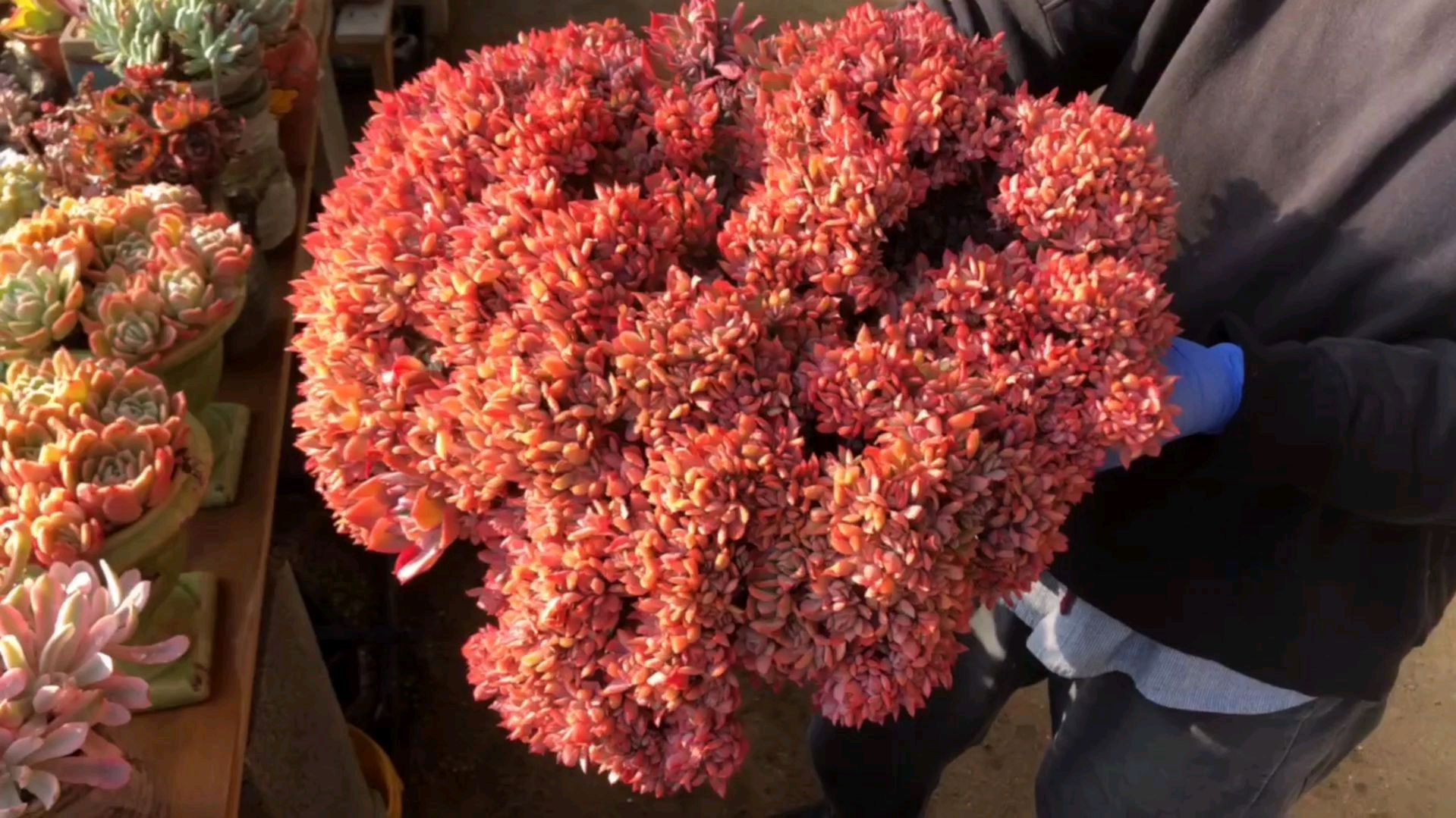 多肉大群生控养出全状态比小盆控养难得多,时间也更久,所以更贵