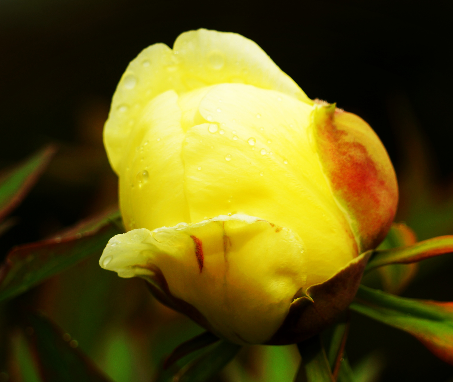 九月动态激励计划# 牡丹——姚黄  姚黄是一种牡丹花品种,花朵开放