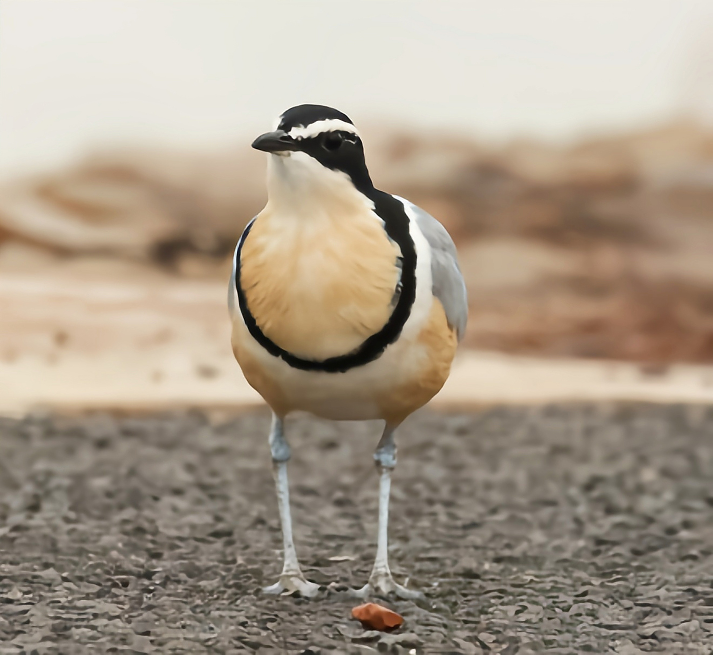每天认识一种动物——埃及鸻 埃及鸻别名鳄鸟,牙签鸟,燕千鸟,原产于