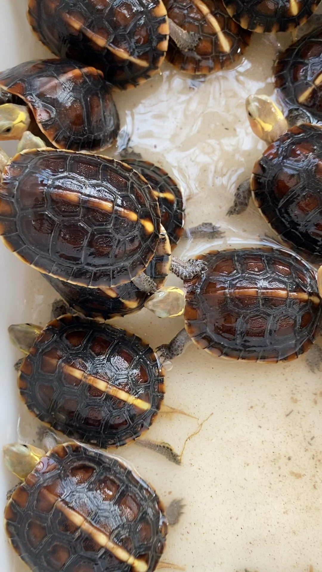 黄缘龟自然冬眠状态生猛