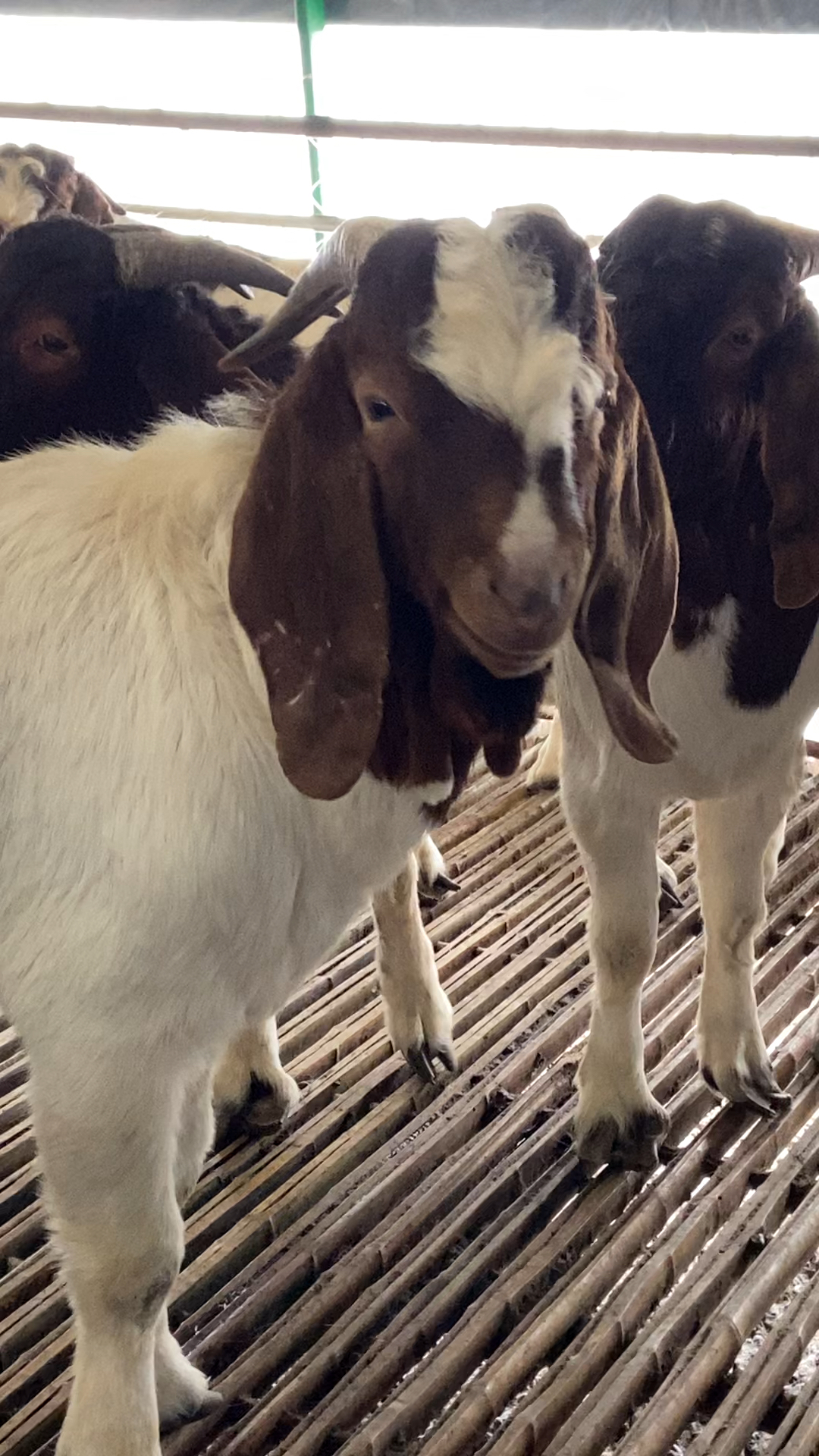 波尔山羊种公羊