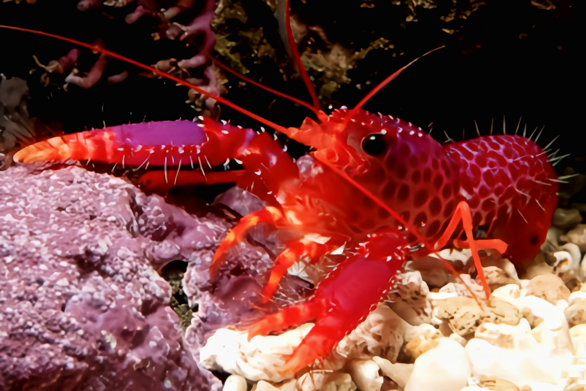 每天认识一种动物——紫礁螯虾 紫礁螯虾别名德氏礁螯虾,原产于印度洋