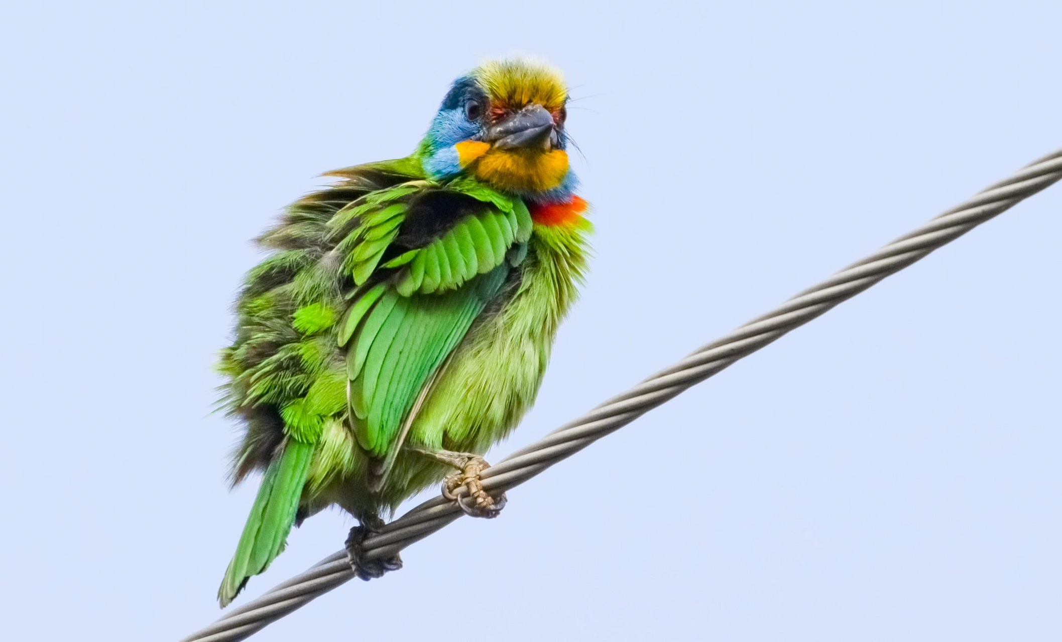 五色鸟,属于我国宝岛台湾特有品种,该鸟体型壮硕,头颈间有黄,蓝,红,黑