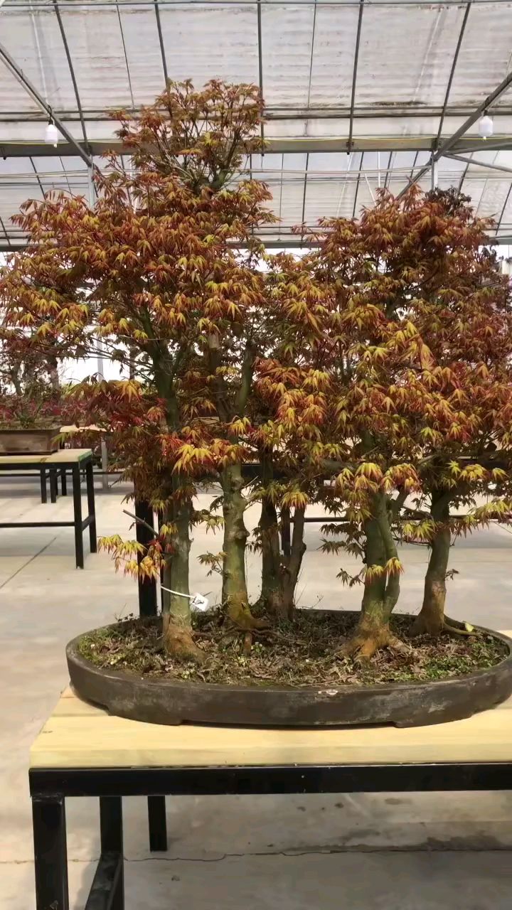 丛林枫,庭院看家盆景