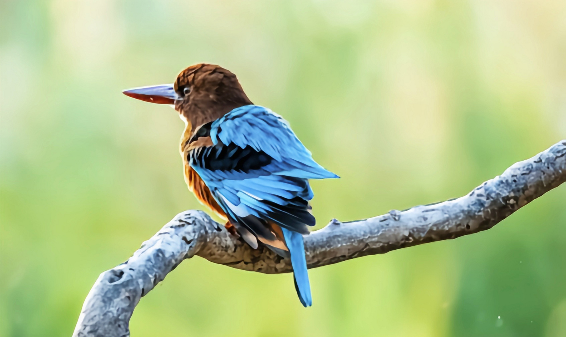 白胸翡翠以昆虫为主食,多捕食松毛虫,对林业起到保护作用.