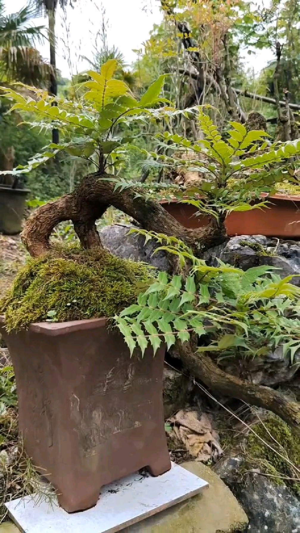 十大功劳很少用来制作盆景,也许是其形状好的特别难找