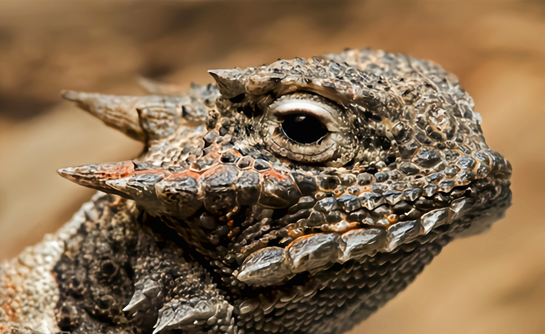 每天认识一种动物——沙漠角蜥 沙漠角 蜥别名古德沙漠角蜥,原产于北