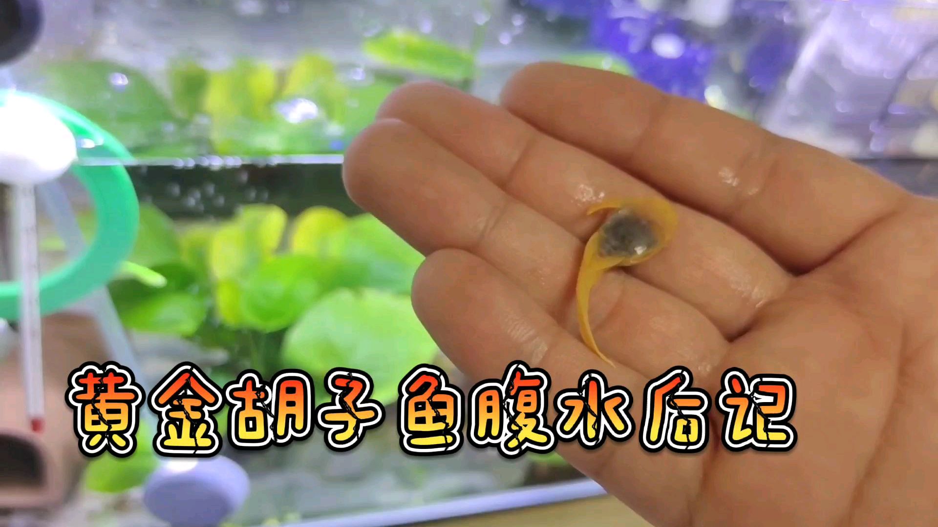 后记黄金胡子鱼,腹水之后怎么样了?我的教训希望大家不要再犯!