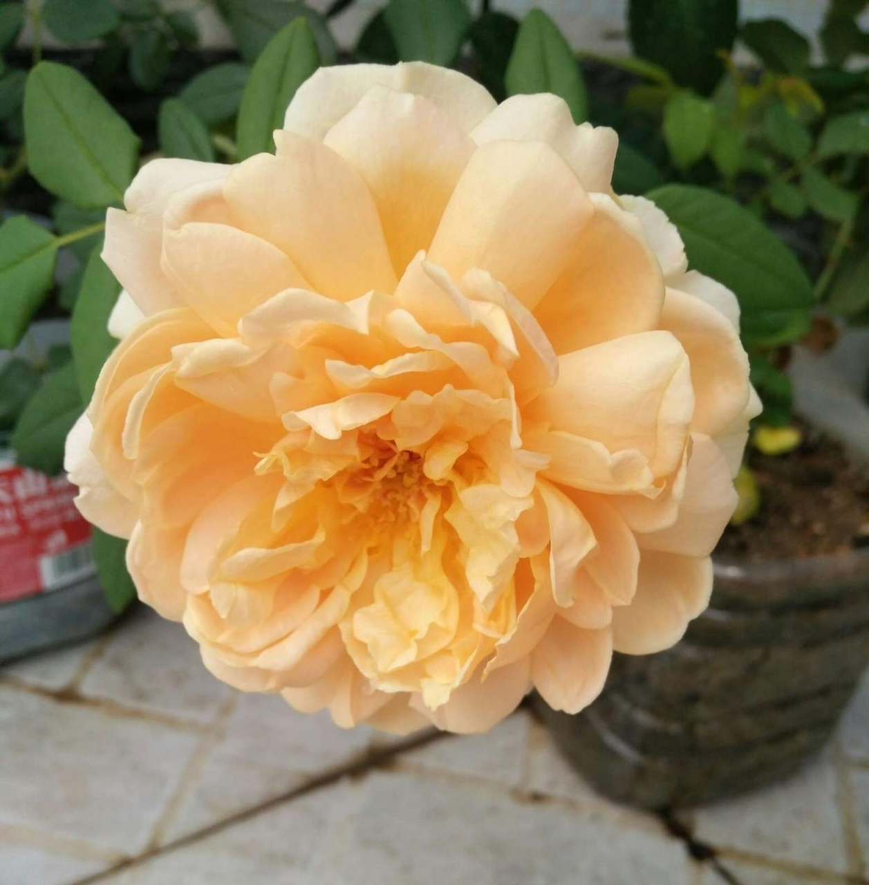 月季花—托马斯.