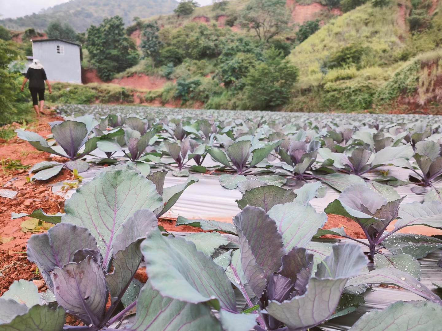 云南元谋县老城乡冬菜迎来丰收季