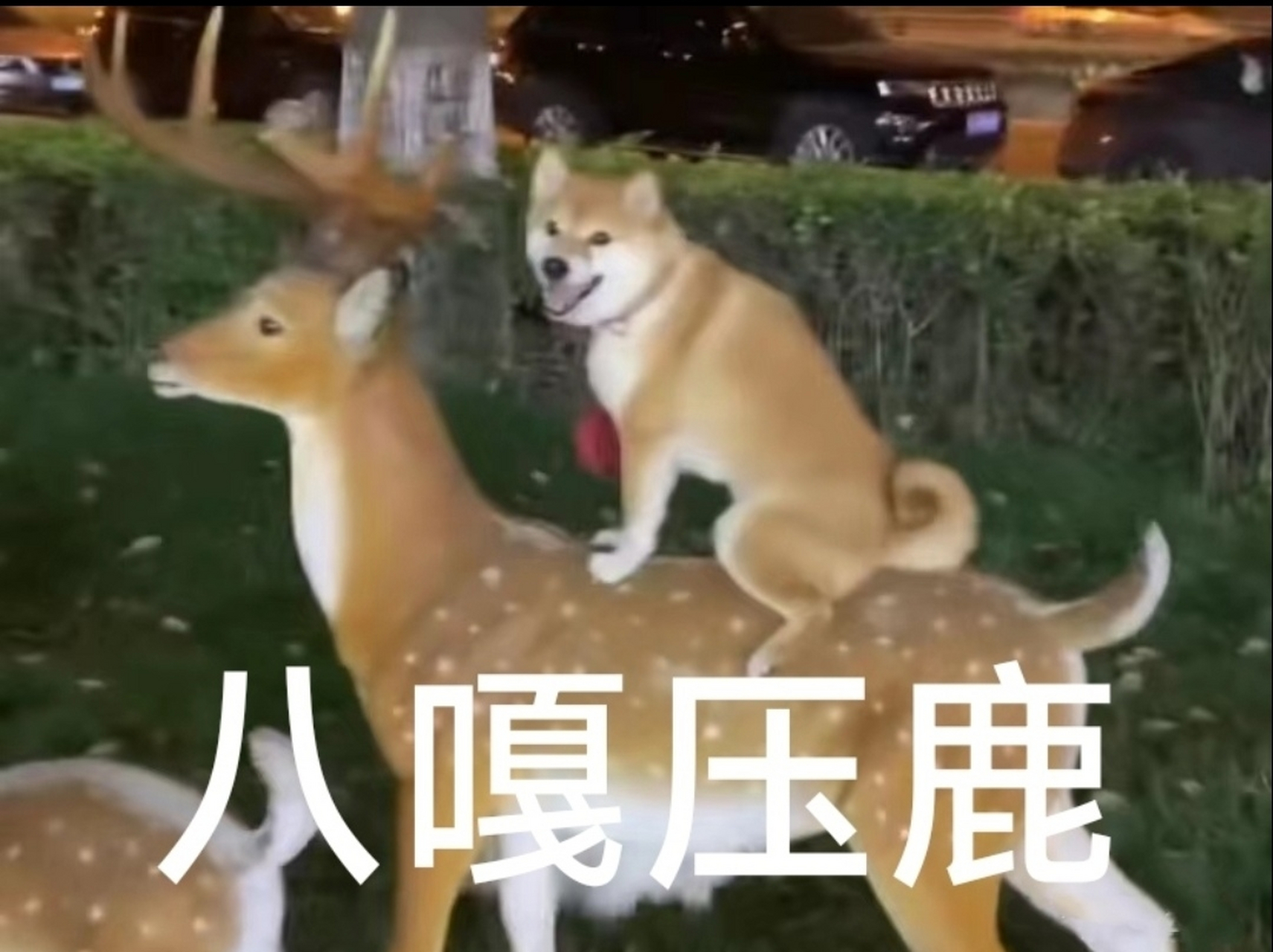 这就叫"八嘎压鹿"[三哈]