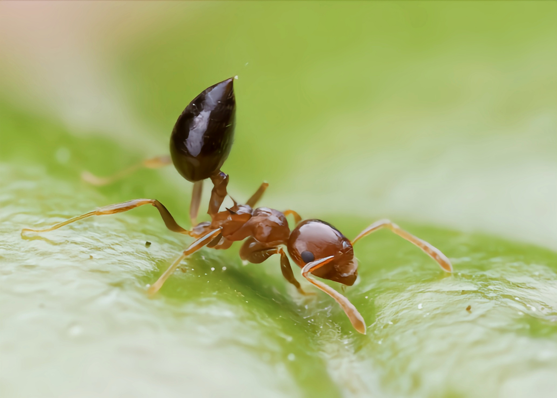 每天认识一种昆虫——黑褐举腹蚁  黑褐举腹蚁是