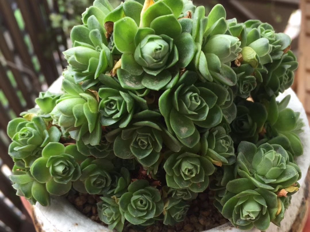 让山地玫瑰翡翠球先徒长后修剪,变成棒棒糖的形状,浪漫又漂亮