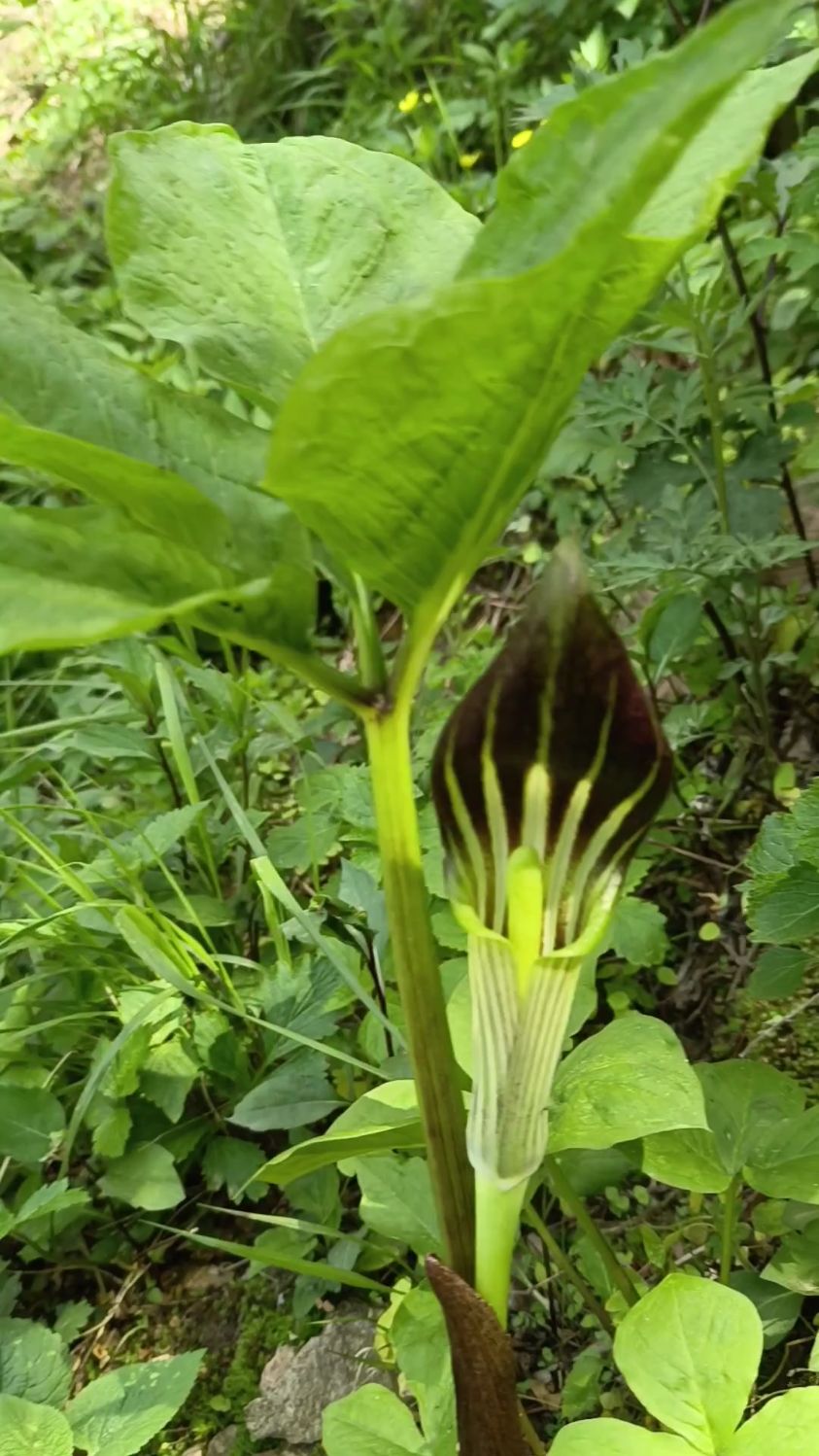 泰山天南星,佛焰花苞,五叶的学名东北天南星,泰山天南星科天南星属只