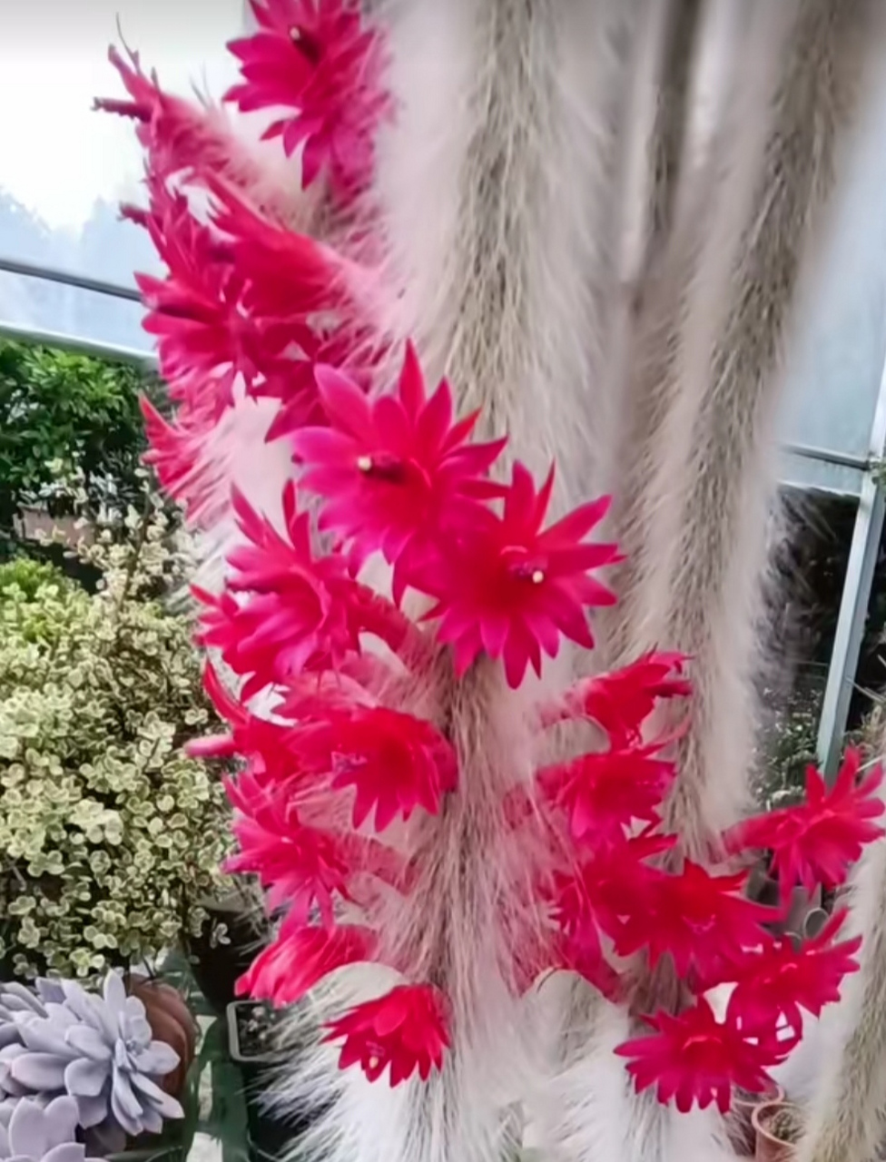 九尾狐开花了,但看上去像是假的[捂脸],你们的九尾狐开花了吗