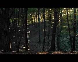 Spuren im Wald