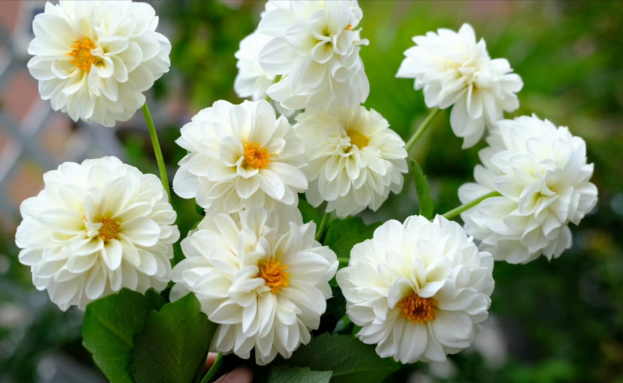 今日份鲜切 大丽花  白色砰砰砰