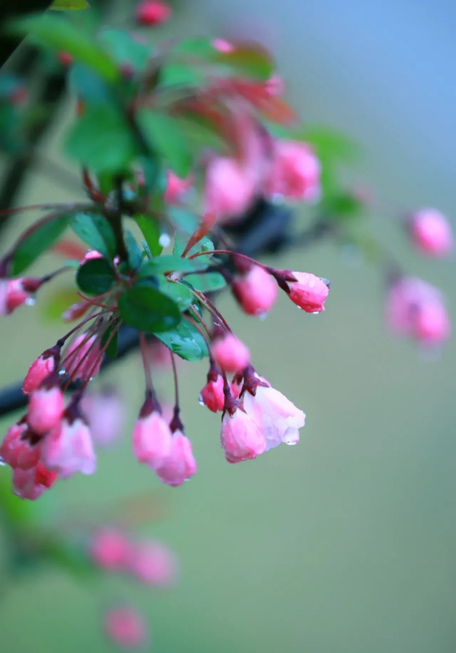 雨中海棠花太好看啦#摄影# #中国美景大赏