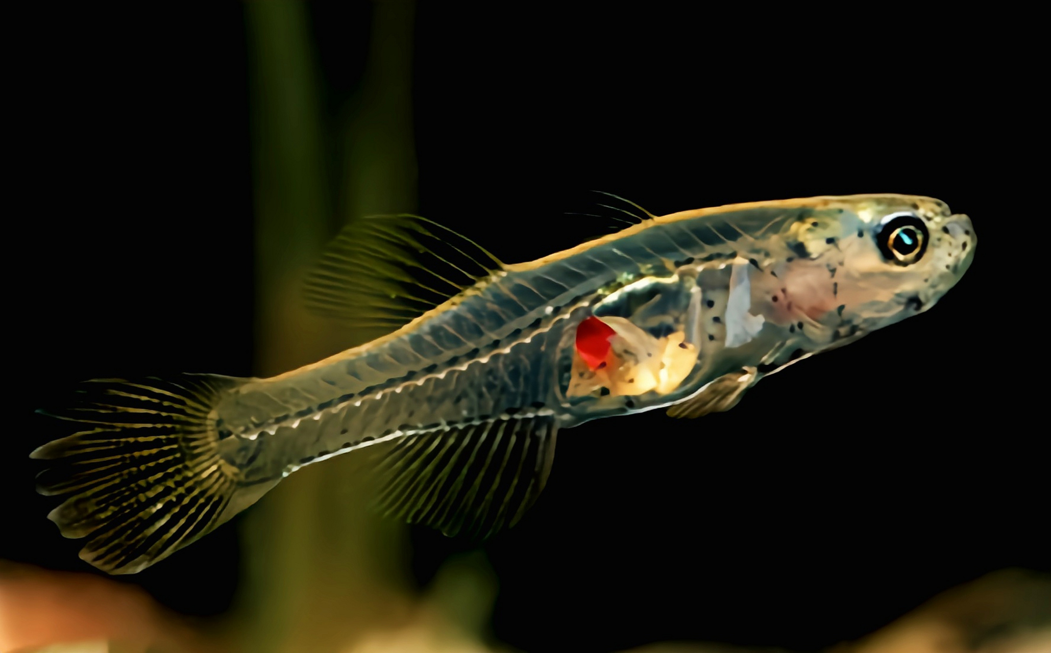 生活创作季# 每天认识一种动物——玻璃虾虎 玻璃虾虎别名鳍虾虎鱼,原