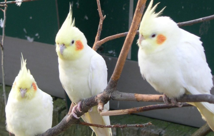 白色鹦鹉是什么品种