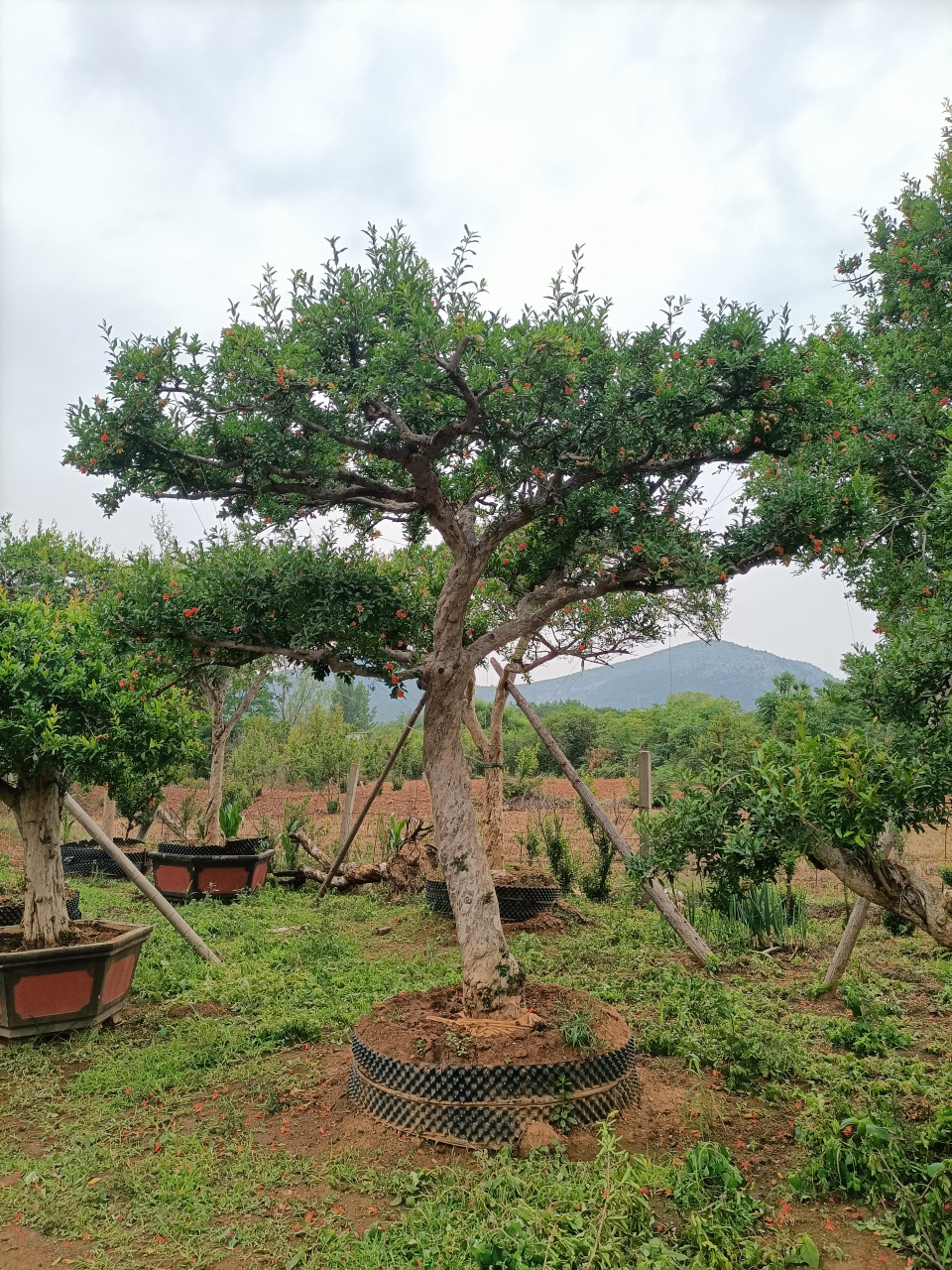 各种造型石榴景观树,庭院中的镇宅吉祥树.