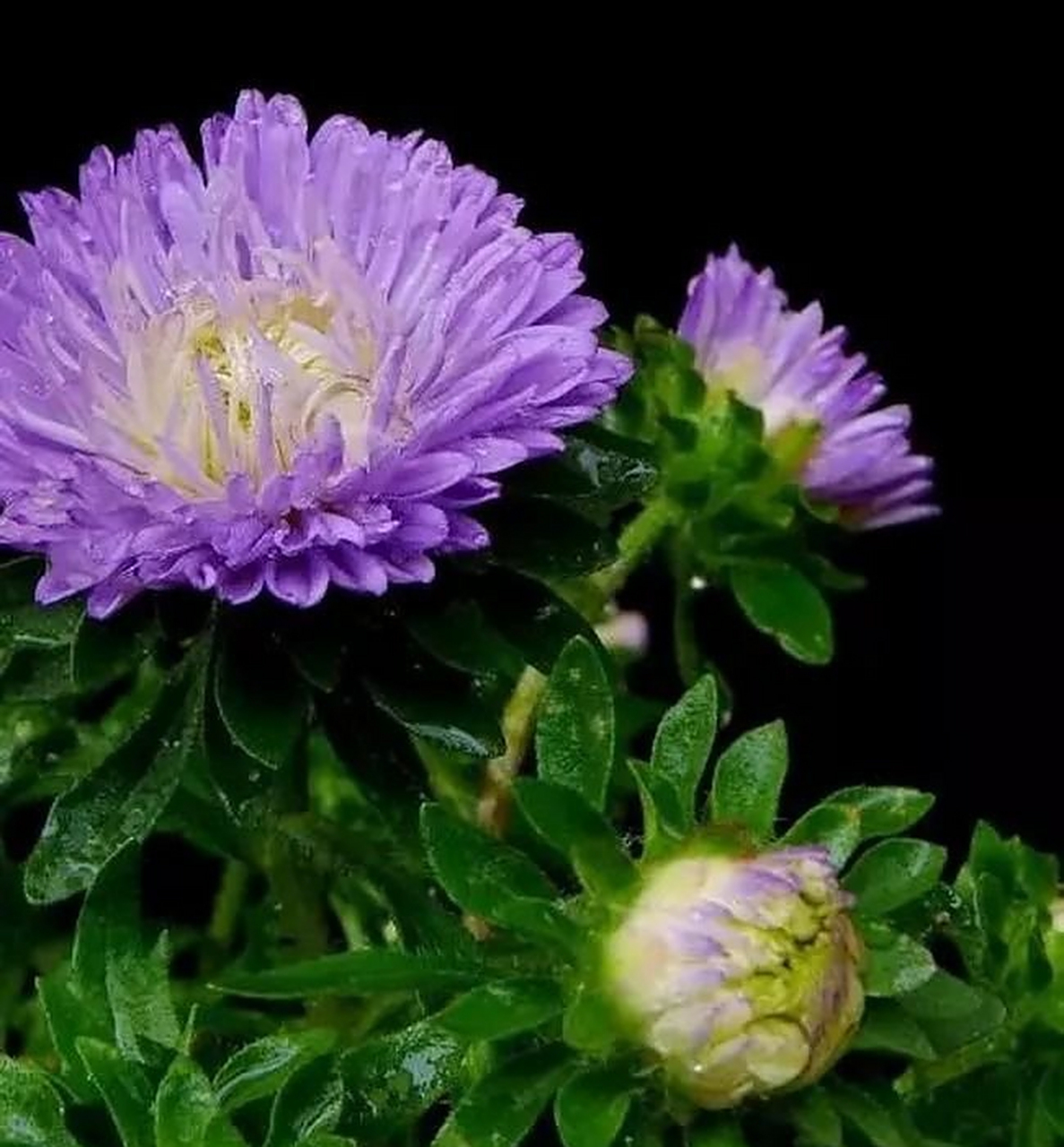 为什么越来越多年轻人不北漂了# 翠菊花 又名七月菊,江西腊.