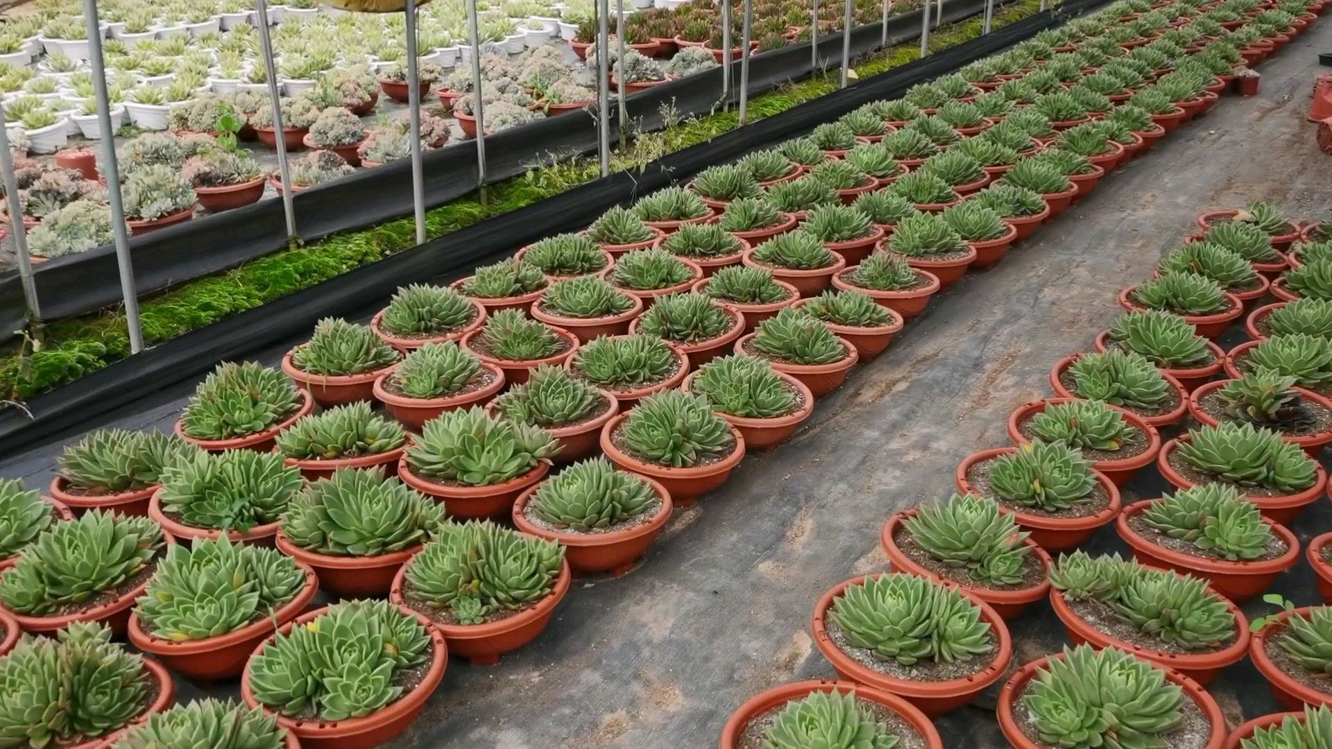 曲靖多肉植物园,这里有你喜欢的品种吗