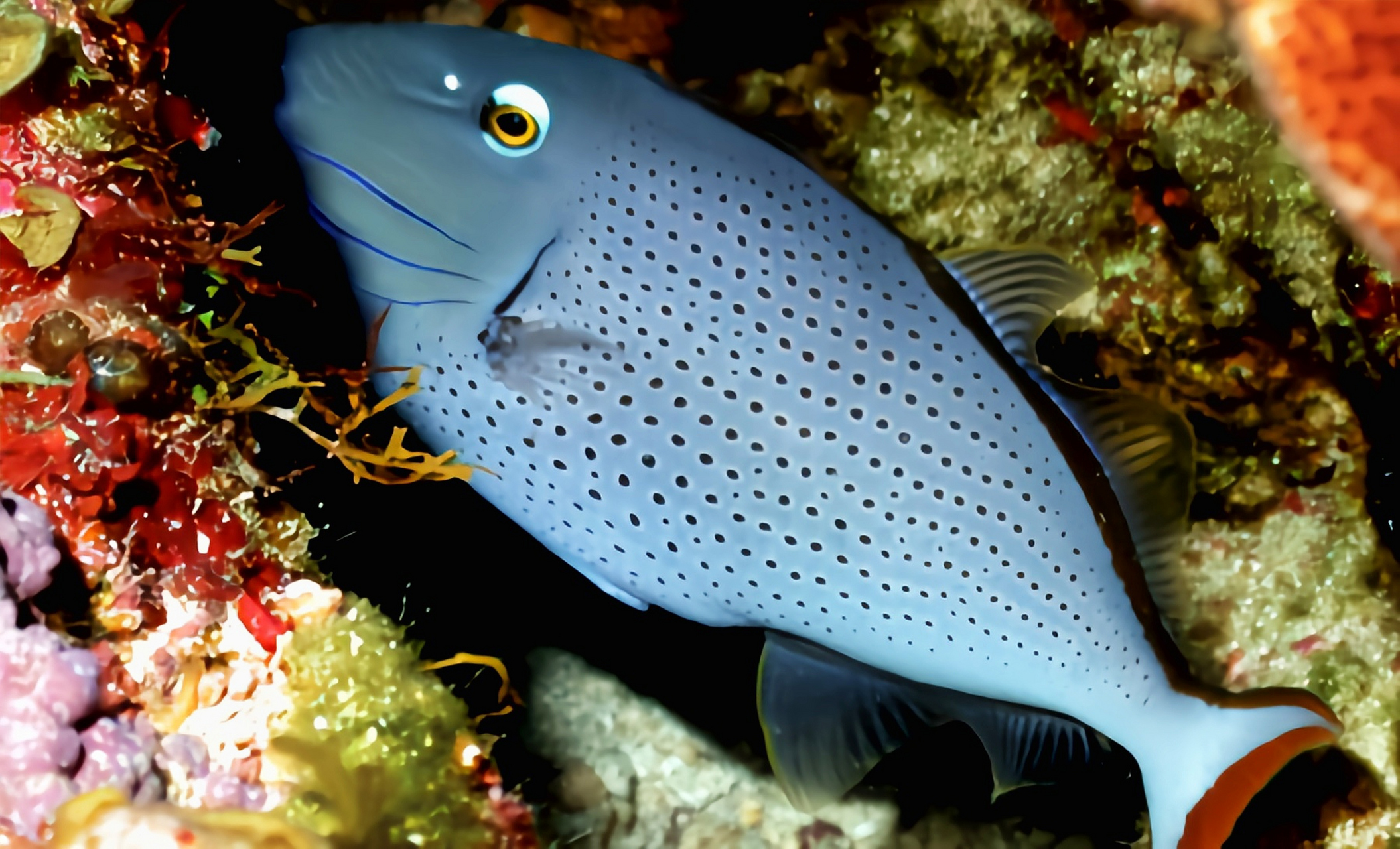 每天认识一种动物——凹纹炮弹鱼 凹纹炮弹鱼别名大