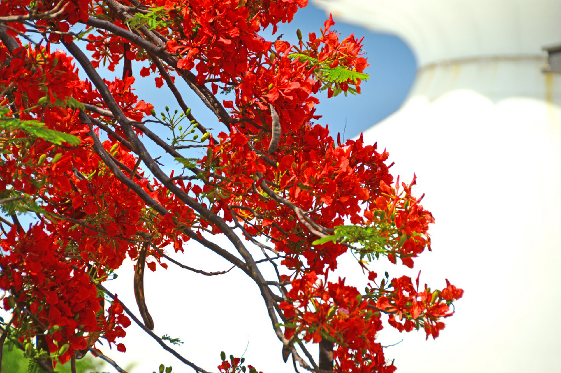 五月,海南三亚的凤凰花盛放.