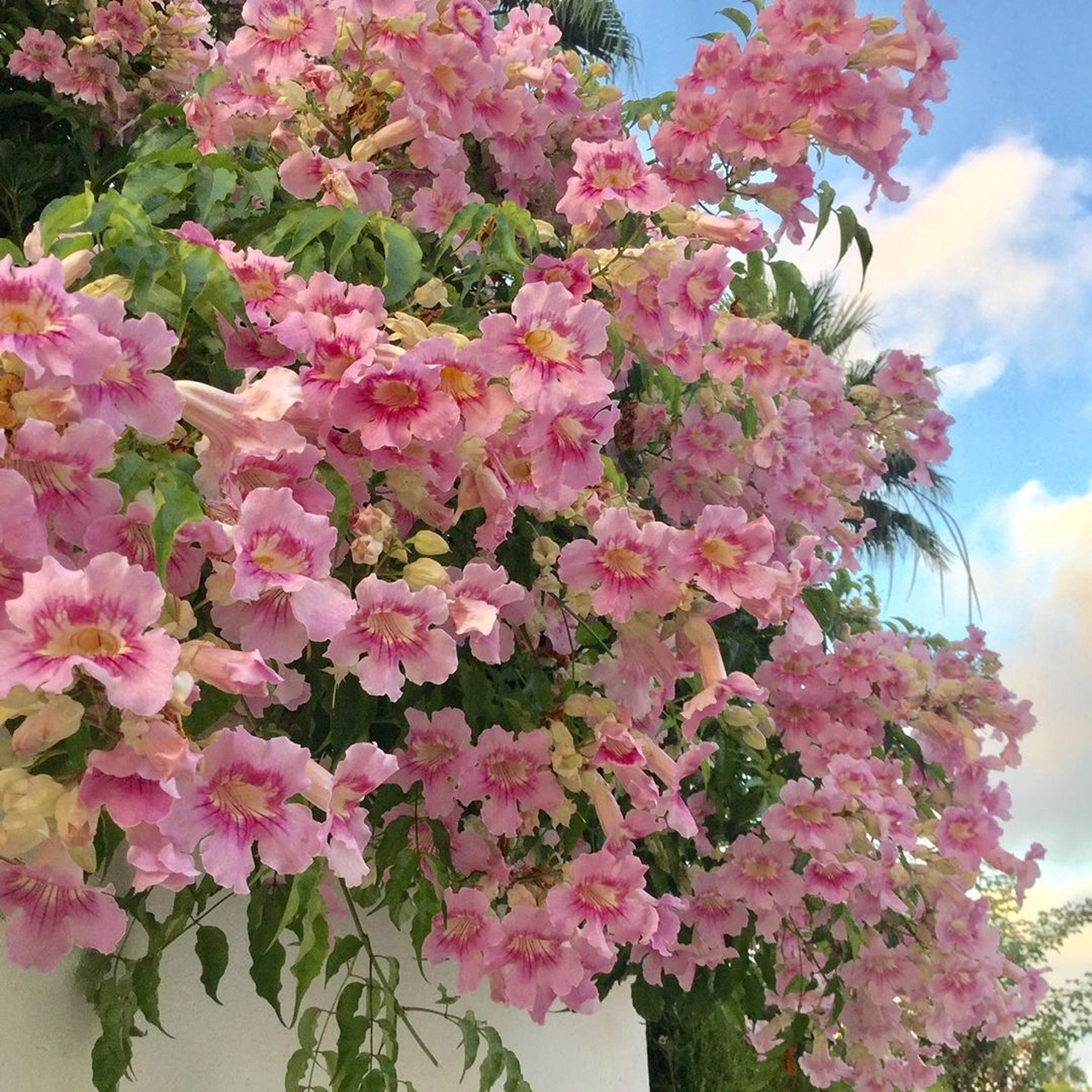 凌霄花# #养花# #养花小知识