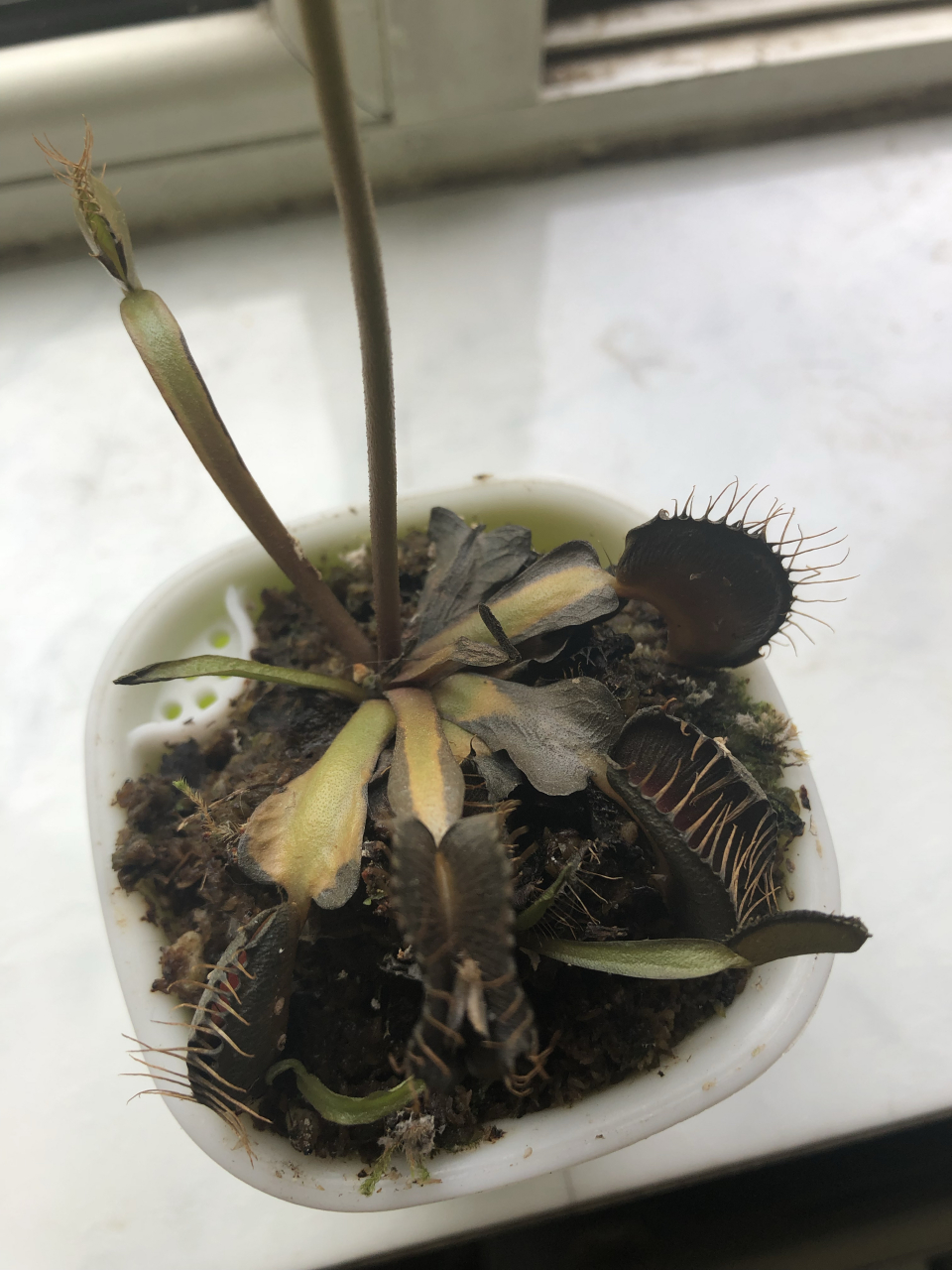 我养的捕蚊草,一买回来是绿色的,养着养着咋就变成这样了?