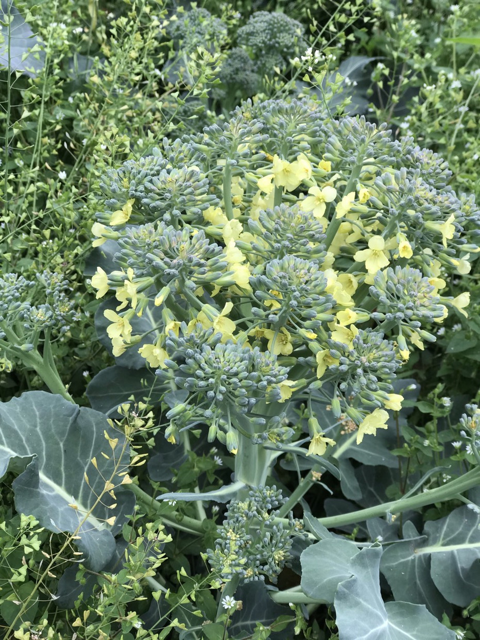 春日美好碎片# 第一次看到开花的西兰花一点儿都不起眼,不过还是挺