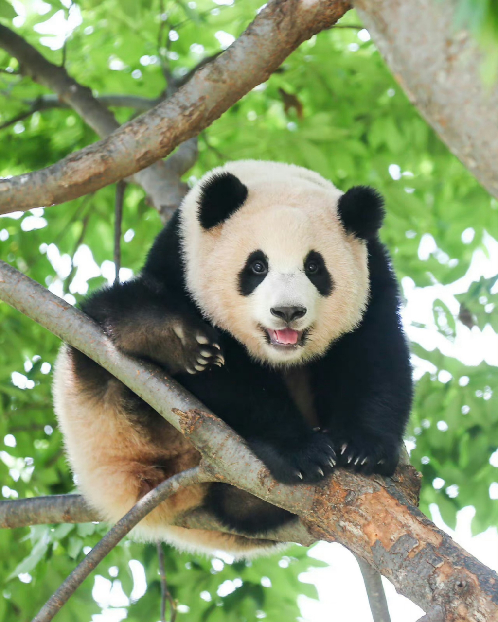 今天韩国爱宝乐园举行了福宝的三岁生日会,央视新闻实时直播生日现场