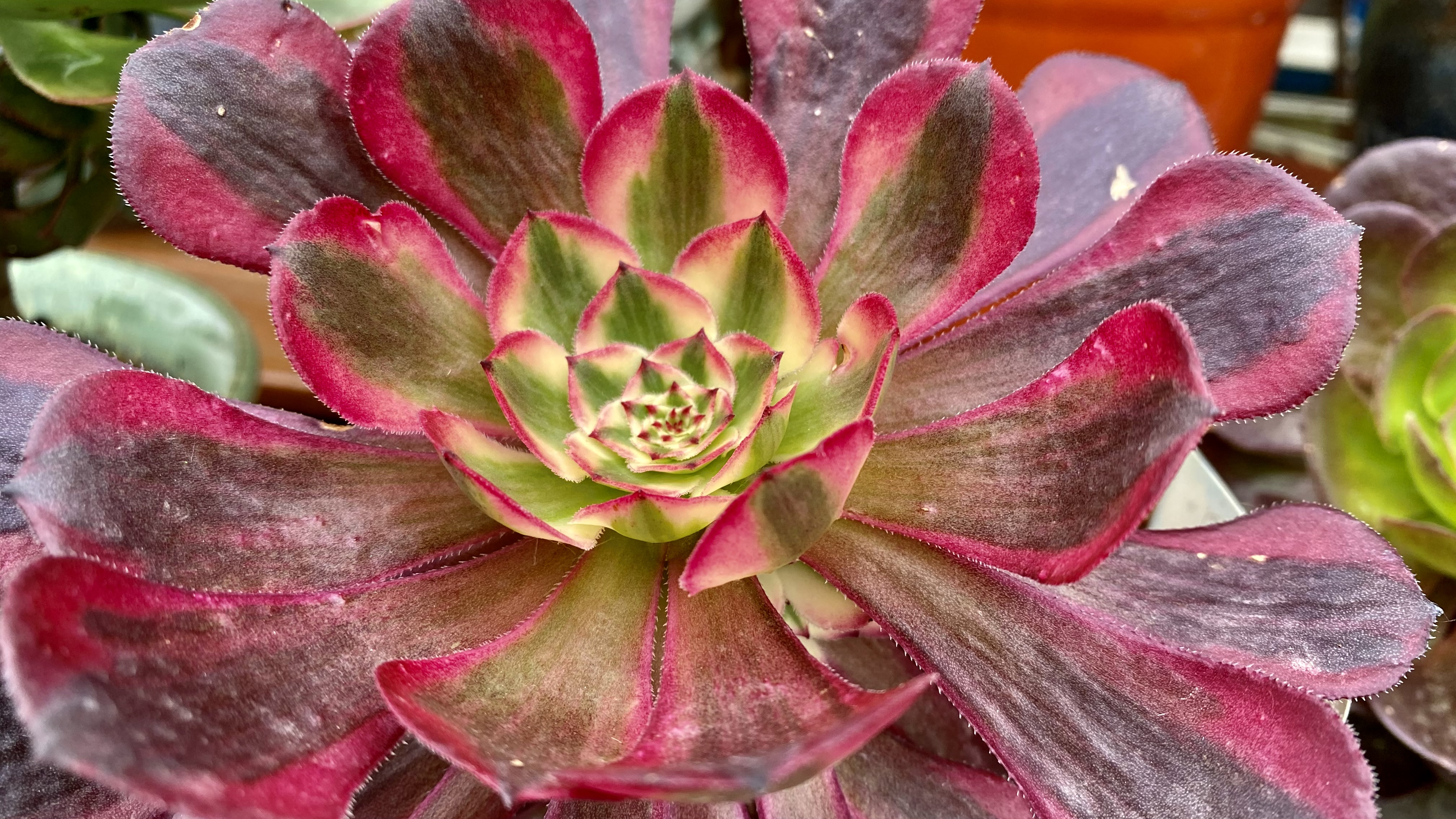 法师锦太美了,几天不晒太阳依然美丽如初